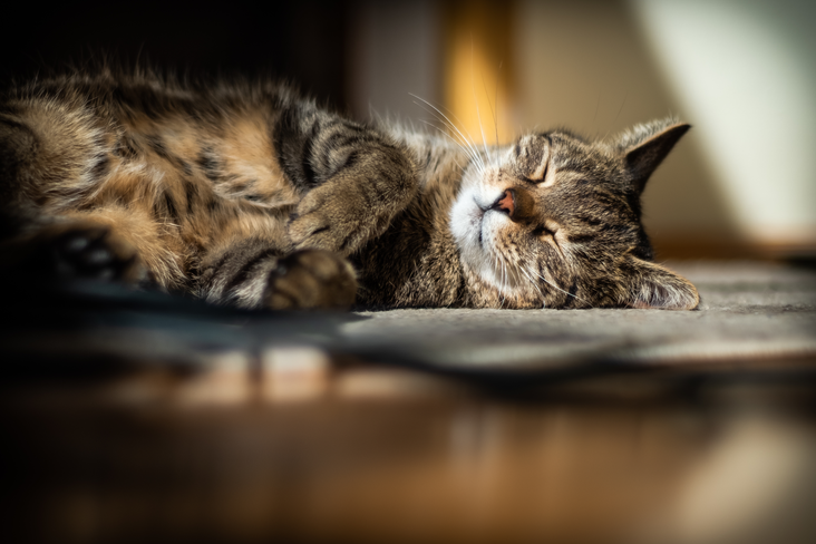 gato tumbado en el suelo, durmiendo