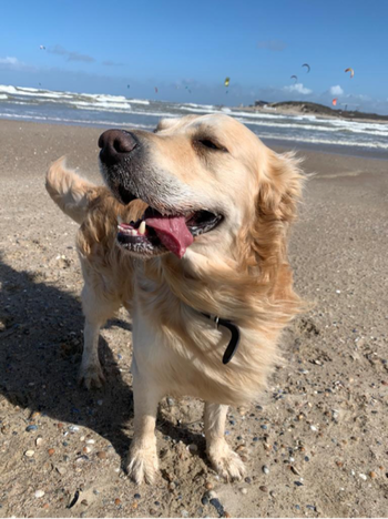 Golden retriever in beach