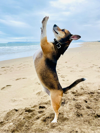 Guapo parado en dos patas