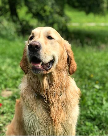 Bono, golden retriever mojado en la naturaleza