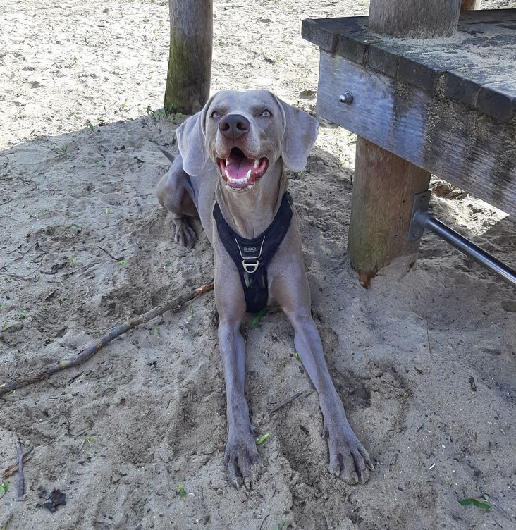 Beautiful Weimaraner smiling and lying on the ground