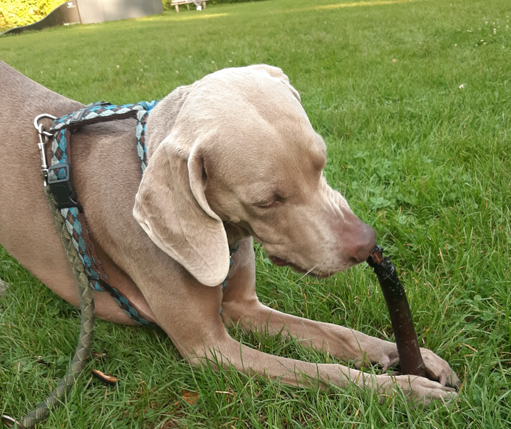 Weimaraner masticando un palo