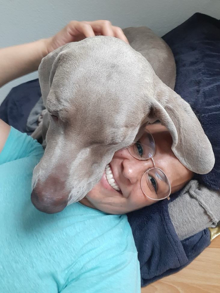 Weimaraner schläft auf dem Gesicht einer Frau