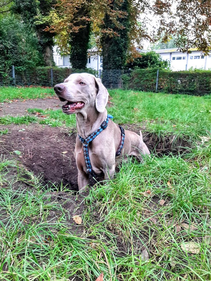 A Weimaraner in a hole in a dog park