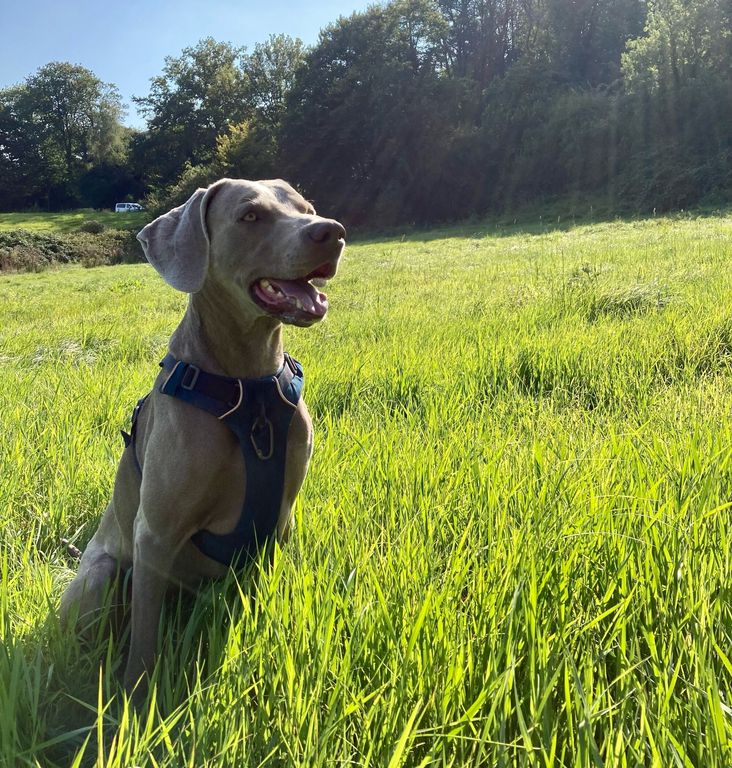 Weimaraner sonriente en el parque para perros