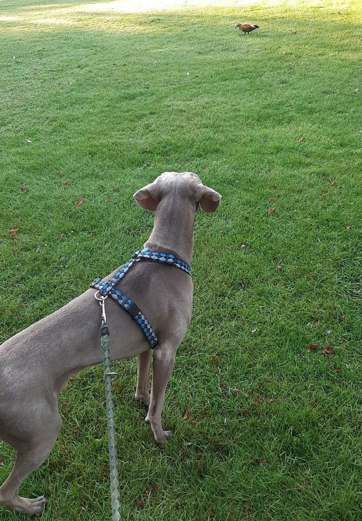 Weimaraner looking at a duck