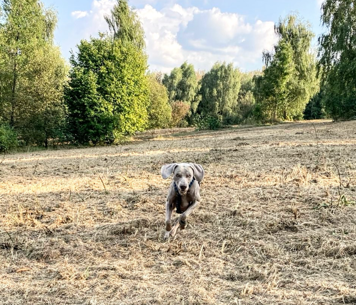 Weimaraner corriendo