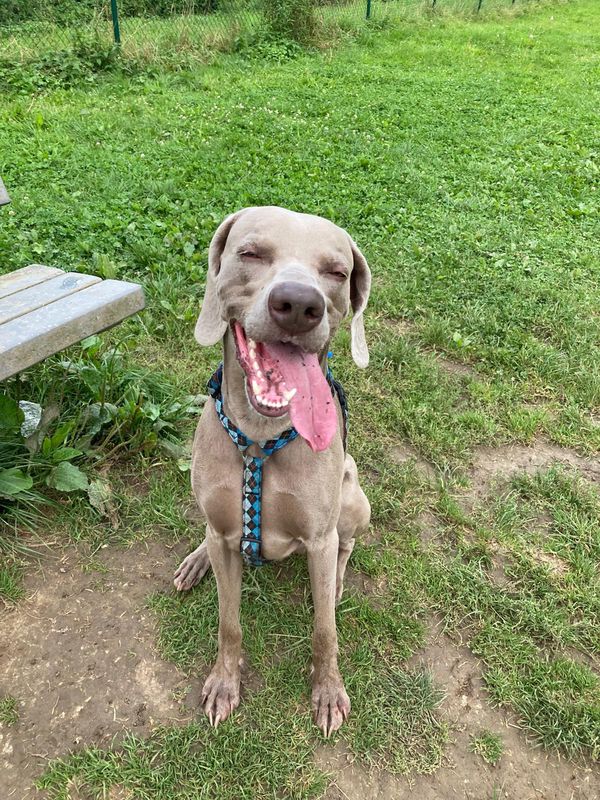 Weimaraner smiles with tongue sticking out