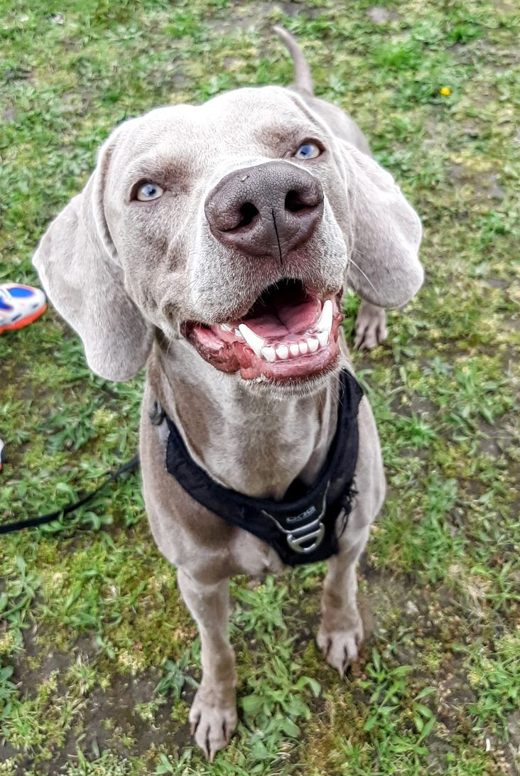 Weimaraner sonriendo a la cámara