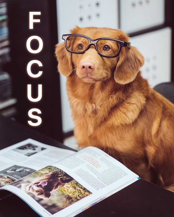 Dog wearing glasses sitting in front of a book