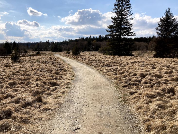 Image of a well-laid path in nature